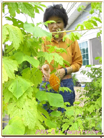 향기가 좋고 비타민 C가 레몬의 3배나 들어 있다는 유자를 바라보고 있습니다. 